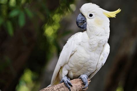 papegoja husdjur ålder